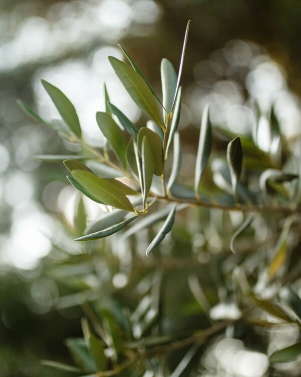 young-olive-leaves-on-a-branch-in-sunlight-medite